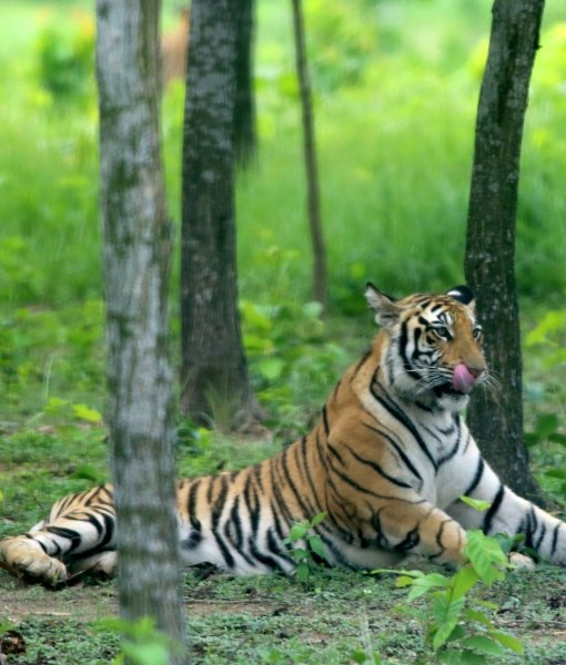 1 Day Sundarban Tour 