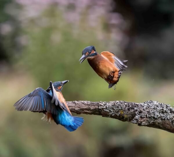 fb img 1755398374925